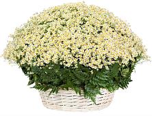 Цветочная композиция из Ромашки в корзине #REPLACE_PRED# Семикаракорске